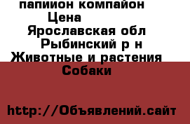 папиион-компайон   › Цена ­ 20 000 - Ярославская обл., Рыбинский р-н Животные и растения » Собаки   